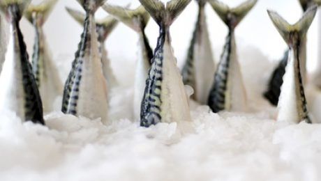 mackerel-tail