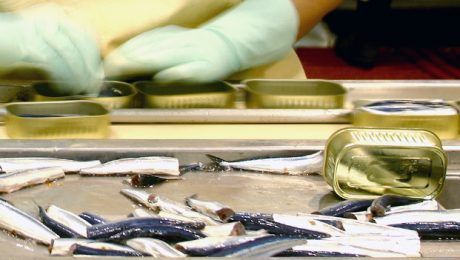 sardinas